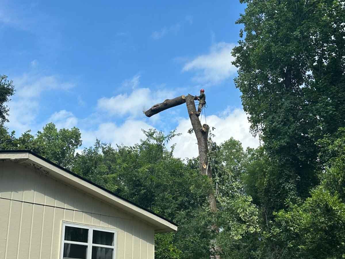 El Costeño Tree Service LLC